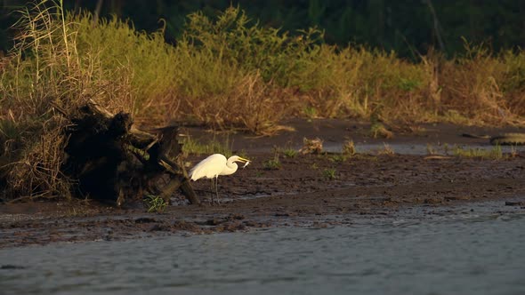 Costa Rica Birds, Great White Heron (Common Large Egret, ardea alba) Eating a Fish, Feeding at the T