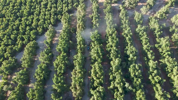 Aerial dolly out of blue tractor between waru waru avocado plantations in a green field on a sunny d