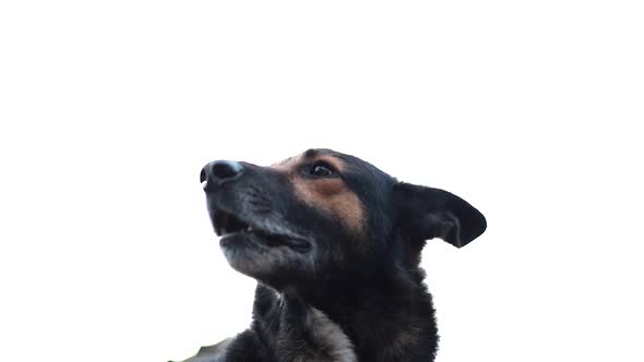 Evil dogBarking Enraged Angry Dog Outdoors