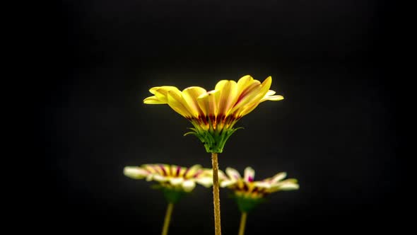 Gazania Flower Blossoming 8