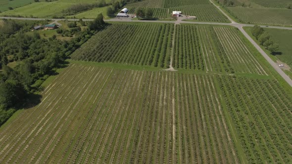 aerial vineyard and apple orchard tilt up reveal 4k