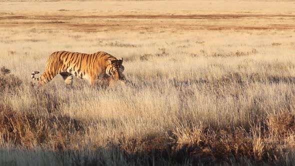 Bengal Tiger on golden hour savanna drags captured warthog in mouth