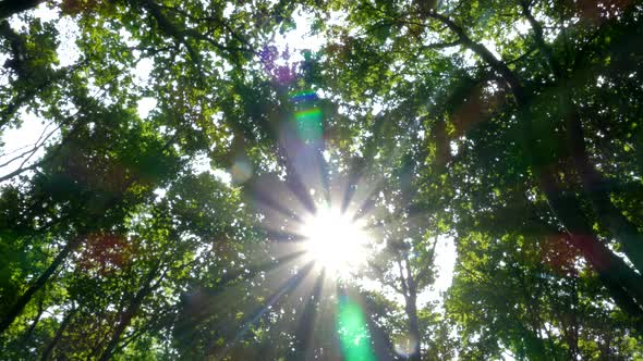 Green Forest