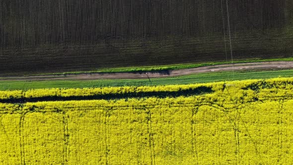 Man Stands on a Dirt Road Between Field with Flowering Yellow Rapeseed