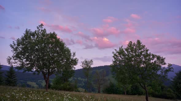 Twilight with two trees in the wind