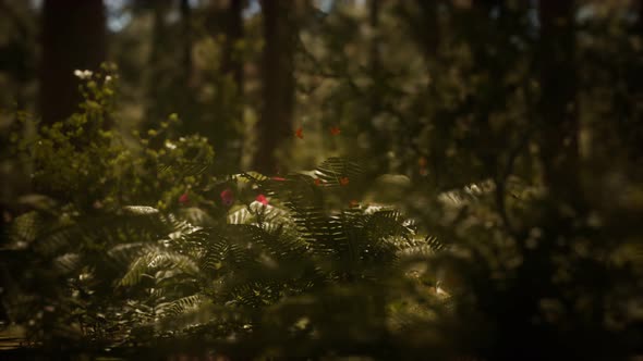 Early Morning Sunlight in the Sequoias of Mariposa Grove alt