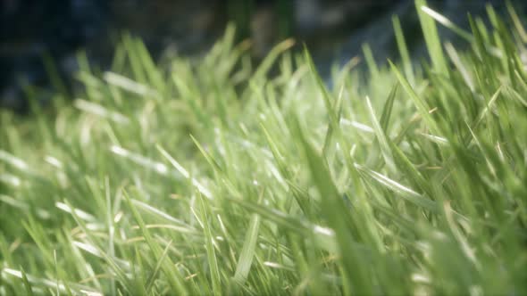 Fresh Green Grass on the Forest