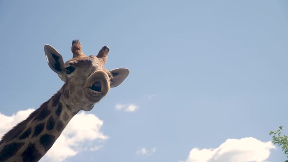 Head of an African Giraffe in a Zoo Munching Food