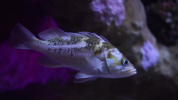 A small young calico rockfish floats peacfully in a dark area near a coral reef