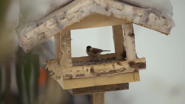 Close up video of birds in a birdhouse flying,  eating, and looking for food in wintertime with natu