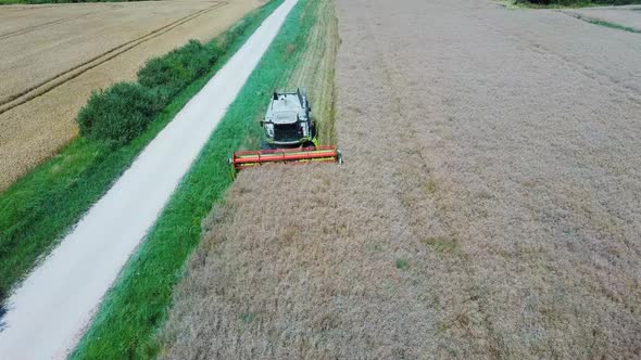 Harvester Threshing Rape With Ripe Rapeseed Beans on the Field. Flying Over Combine Harvester Thresh