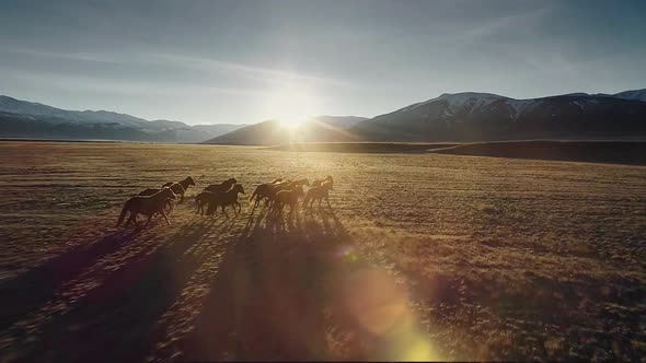 Horses Running Free in Meadow with Snow Capped Mountain Backdrop