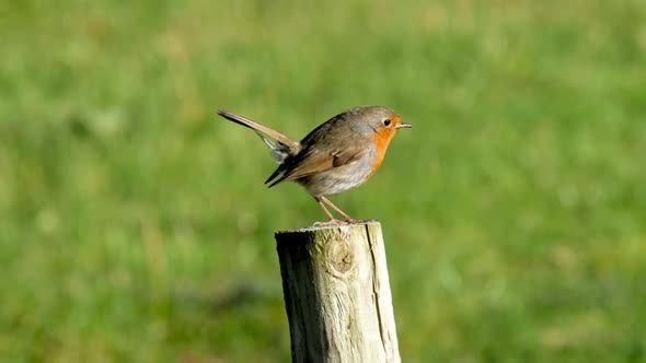 Red Robin on Post in a Garden in Donegal Ireland