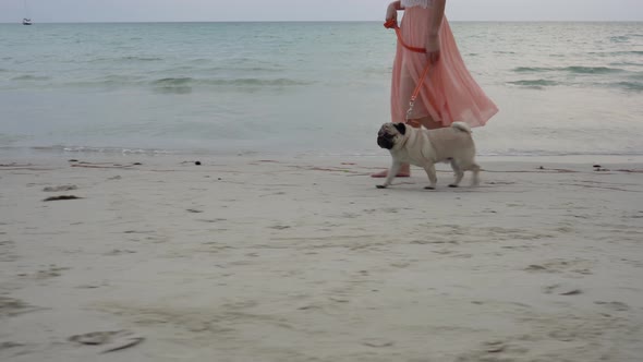 Close up leg of young woman walks barefoot on sand on the Beach with dog pug breed