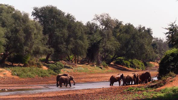 African bush elephant in Kruger National park, South Africa