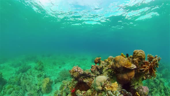 Coral Reef and Tropical Fish. Philippines.