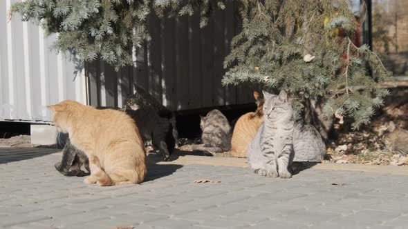 Lot of Stray Cats are Sitting Together in a Public Park in Nature Slow Motion