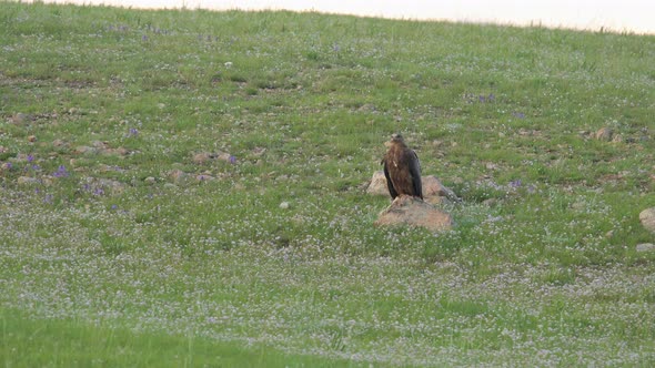 Wild Eagle Perched Stone in Plateau