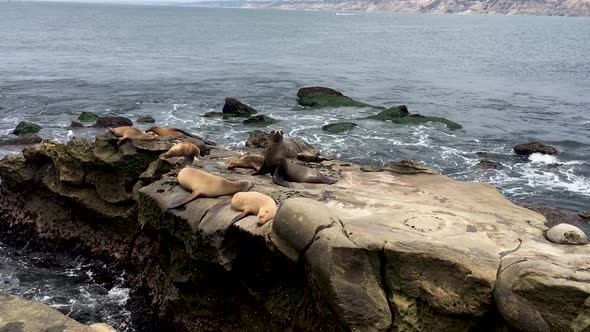 Seals enjoying life in the on the Pacific Ocean rocks La Jolla, San Diego, California
