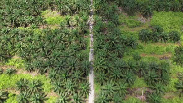 Aerial View of The Palm Oil Estates