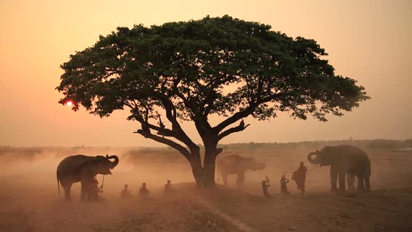 Spirit of Asia farmer pray respect to Thai monk and Elephants in the morning against sunlight.