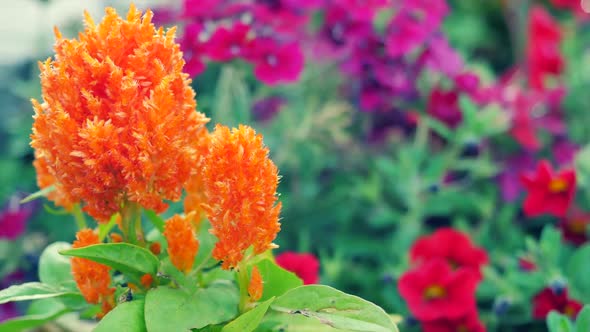 Bright Orange Flower On A Blurred Background 