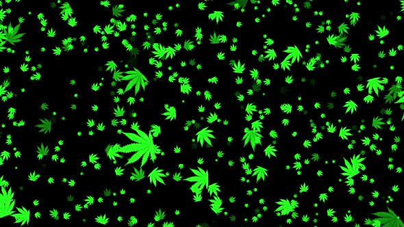 Cannabis Leafs