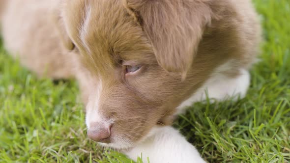 A Cute Little Puppy Puts Its Head on Its Front Paws and Rests  Closeup