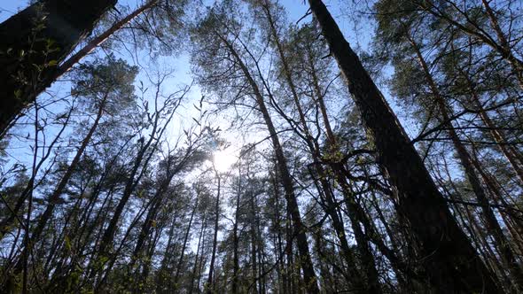 Walking Through the Forest with Pine Trees During the Day POV Slow Motion