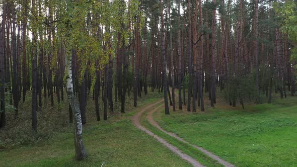 Aerial View Summer Forest Path