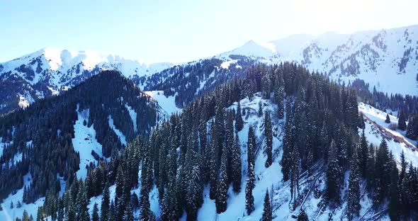 Winter Forest High in the Mountains