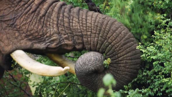 A Strong Elephant Trunk Grabbing Plant Leaves For Food In Kenya Sosian Wildlife- Close Up Shot