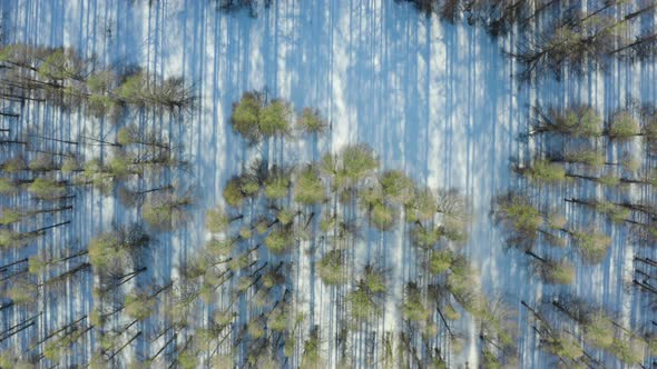 Coniferous Forest In Winter