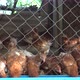 Chicken eating in a coop. - VideoHive Item for Sale