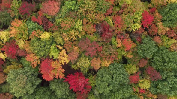 Aerial Top Down Drone Flight Above Colorful Dense Forest Bright Fall Foliage