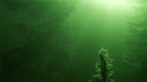 Magical Forest with Sparkles alt