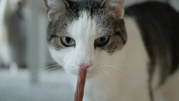 Curious hungry domestic cat licking a meat snack stick, closeup