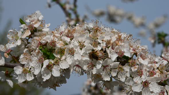 Close up honey bee on white cherry plum blossom