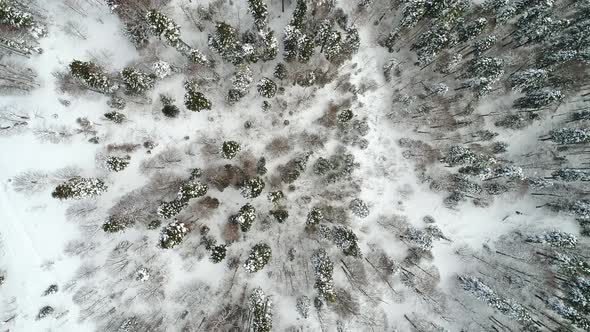Beautiful Snowy Winter Forest Aerial Drone Shooting