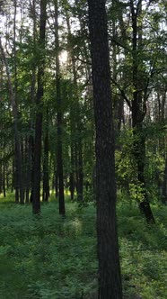 Vertical Video of Many Trees in the Forest
