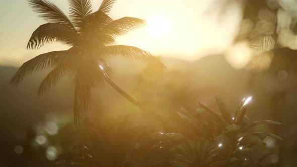 View of the Palm Trees in Fog