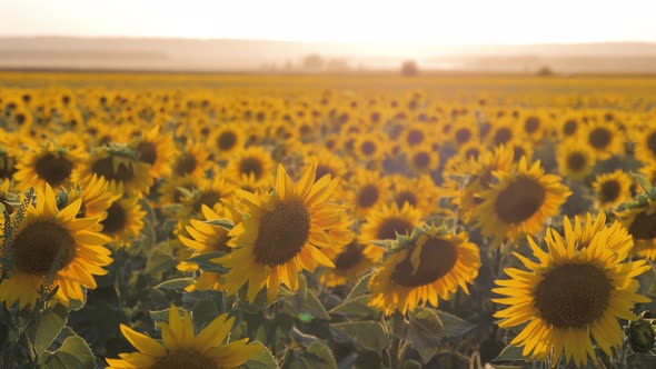 Sunflowers in the Field in Summer. A Beautiful Sunflower Field.