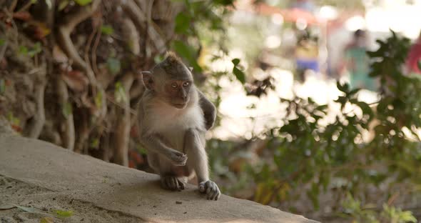 Cute Monkey Eating Something Bali Indonesia