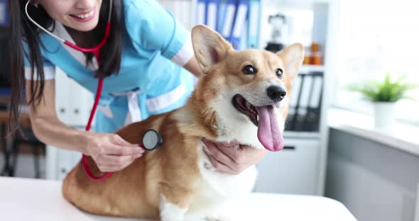 Woman Veterinarian Listening to Dog with Stethoscope in Clinic  Movie