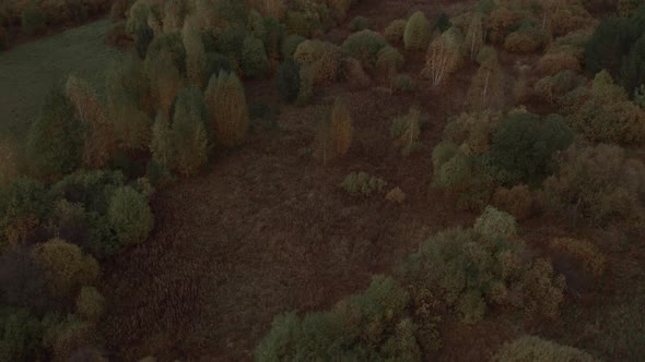 Autumn yellow and green forest in Ural