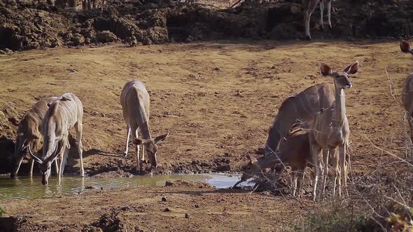 Greater kudu in Kruger National park, South Africa