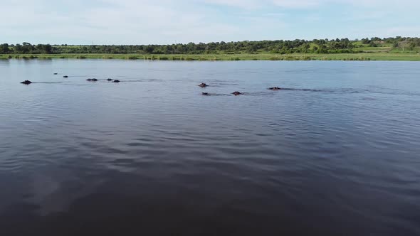 Group of hippos swimming in the river, looking from the water, wildlife