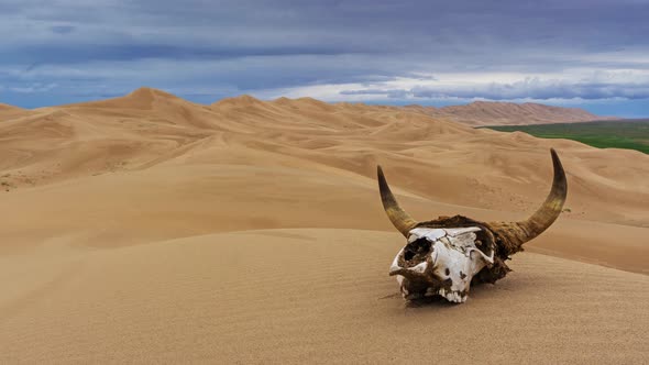 Bull Skull in Sand Desert at Sunset Timelapse