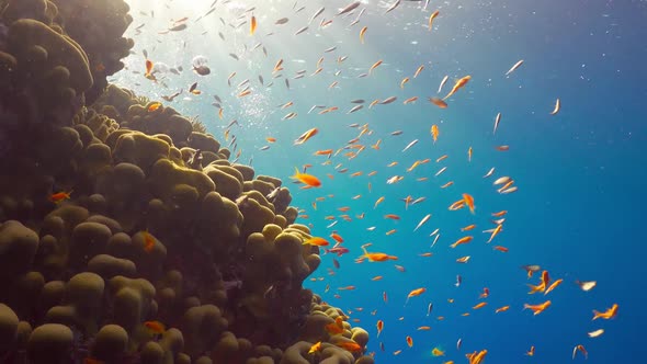 Tropical Fish on Vibrant Coral Reef