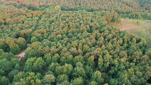 Aerial Green Forest